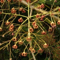 Sterculia balanghas L.